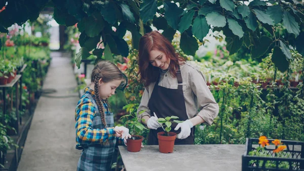 Poważne Dziecko Pomaga Jej Matka Szklarni Mieszając Gleby Puli Dbanie — Zdjęcie stockowe