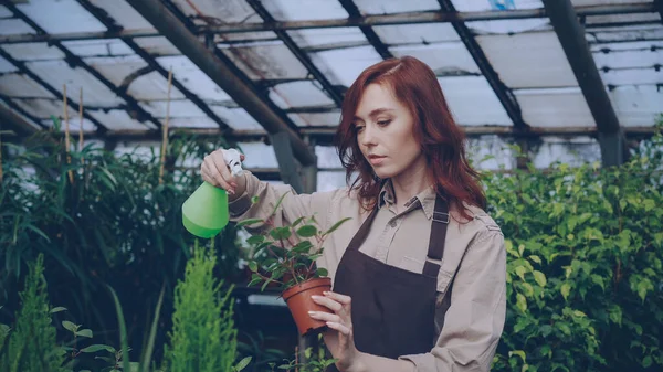 Νεαρή Γυναίκα Κηπουρός Φορώντας Ποδιά Είναι Πότισμα Φυτών Πράσινο Δοχείο — Φωτογραφία Αρχείου
