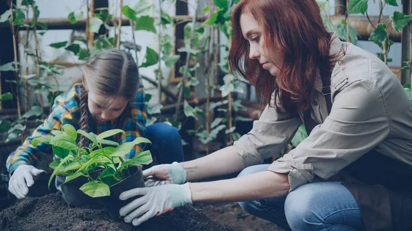 Jeune Jardinière Son Adorable Fille Mettent Terre Dans Des Pots — Photo