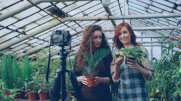 Jardineras Alegres Delantales Están Hablando Sosteniendo Flores Mientras Graban Video — Foto de Stock