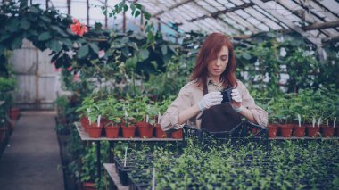 Önlük ve eldiven sera işçi tencere fide ile toplama, onlara bakmak ve plastik kutusuna koyarak. Büyüyen bitkiler, bitki örtüsü ve insanlar kavramı.