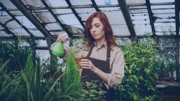 Atractiva Agricultora Vistiendo Delantal Está Rociando Plantas Verdes Con Agua —  Fotos de Stock