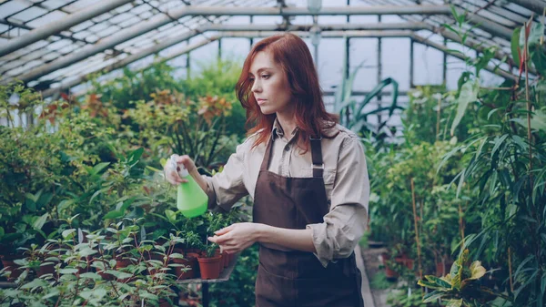 Работник Теплицы Фартуке Поливает Зеленые Растения Проверяет Листья Время Работы — стоковое фото