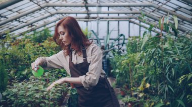 Sera işçi önlük giyen yeşil bitkilerin sulama ve yaprakları sera içinde çalışırken kontrol. Meslek, çiçek, İşyeri ve insanlar kavramı büyüyen.