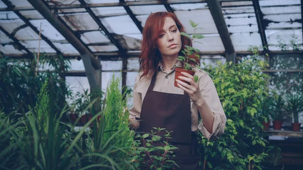Довольно Рыжая Женщина Распыляет Зеленые Растения Проверяет Саженцы Внутри Просторной — стоковое фото