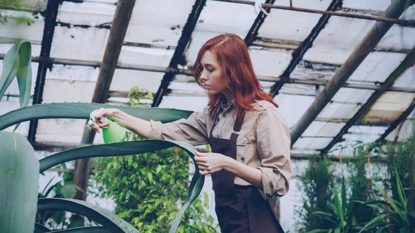 Aantrekkelijke Vrouw Tuinman Schort Wassen Bladeren Van Grote Groenblijvende Plant — Stockfoto