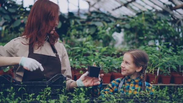 Smiling Greenhouse Worker Her Adorable Little Daughter Talking Taking Pots — Stock Photo, Image