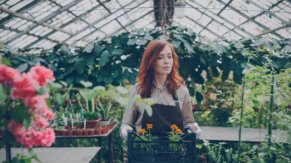 Cheerful Greenhouse Owner Walking Large Greenhouse Carrying Box Pot Flowers — Stock Photo, Image