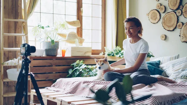 Cheerful African American Blogger Recording Tutorial Domestic Animals Sitting Bed — Stock Photo, Image