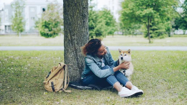 Amable Chica Afroamericana Está Acariciando Hermoso Shiba Inu Perro Sentado — Foto de Stock
