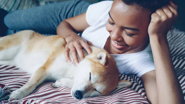 Bella Shibe Inu Cucciolo Sta Godendo Amore Cura Mentre Suo — Foto Stock