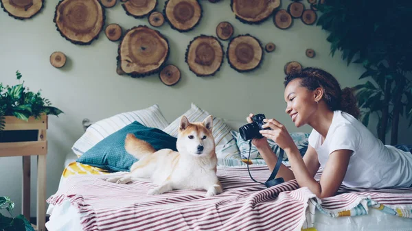 Ung Kvinnlig Fotograf Fotograferar Vackra Sällskapsdjur Hund Liggande Sängen Och — Stockfoto