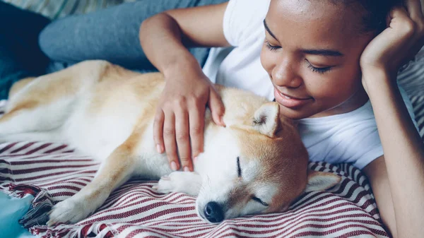 美丽的 Shibe 犬小狗是享受爱和照顾 而其招标业主诱人的非洲裔美国女孩抚摸着她可爱的宠物温柔地看着它 — 图库照片