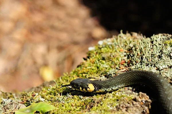 Vodní had (Natrix) procházení na mech v lese — Stock fotografie
