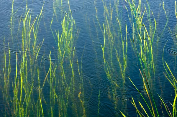 Algen wachsen unter Wasser — Stockfoto