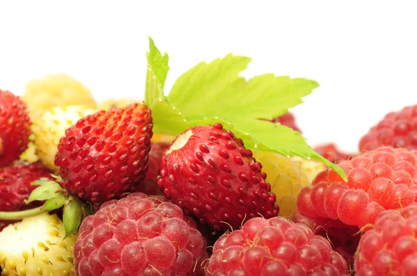 Mixed Berries (Wild Strawberries and Raspberries) with Green Leaf — Stock Photo, Image