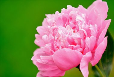 pembe Şakayık çiçeği ile kopya alanı