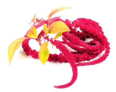 Amaranth (Love-Lies-Bleeding) çiçekler