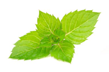 Beyaz arkaplanda izole edilmiş nane yaprakları