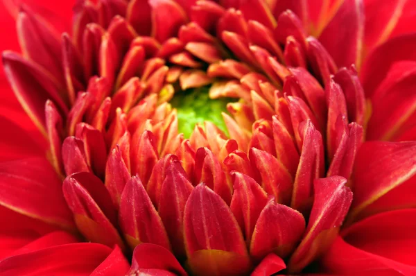 Hermosa Dahlia Roja Primer plano —  Fotos de Stock