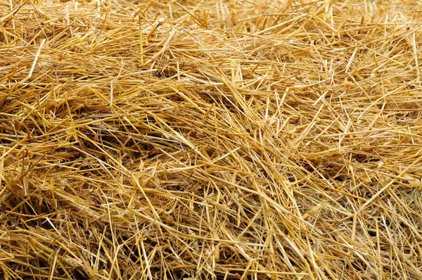 Wheat Straw — Stock Photo, Image