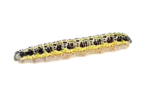 Lahana caterpillar yakın çekim — Stok fotoğraf