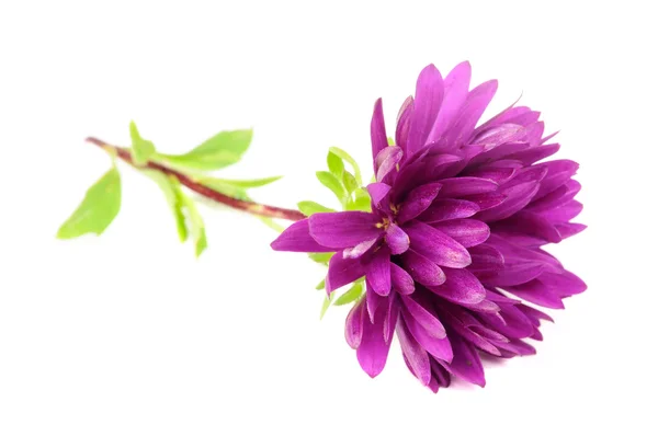 Paarse chrysant (moeder) bloem — Stockfoto