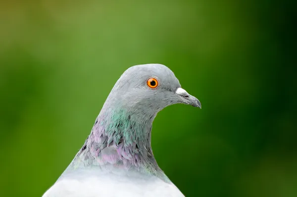 Grijze duif close-up — Stockfoto