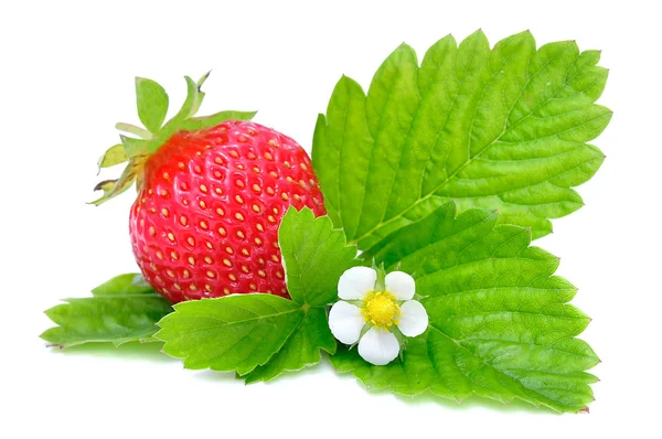 Strawberry with Green Leaves and Flower — Stock Photo, Image