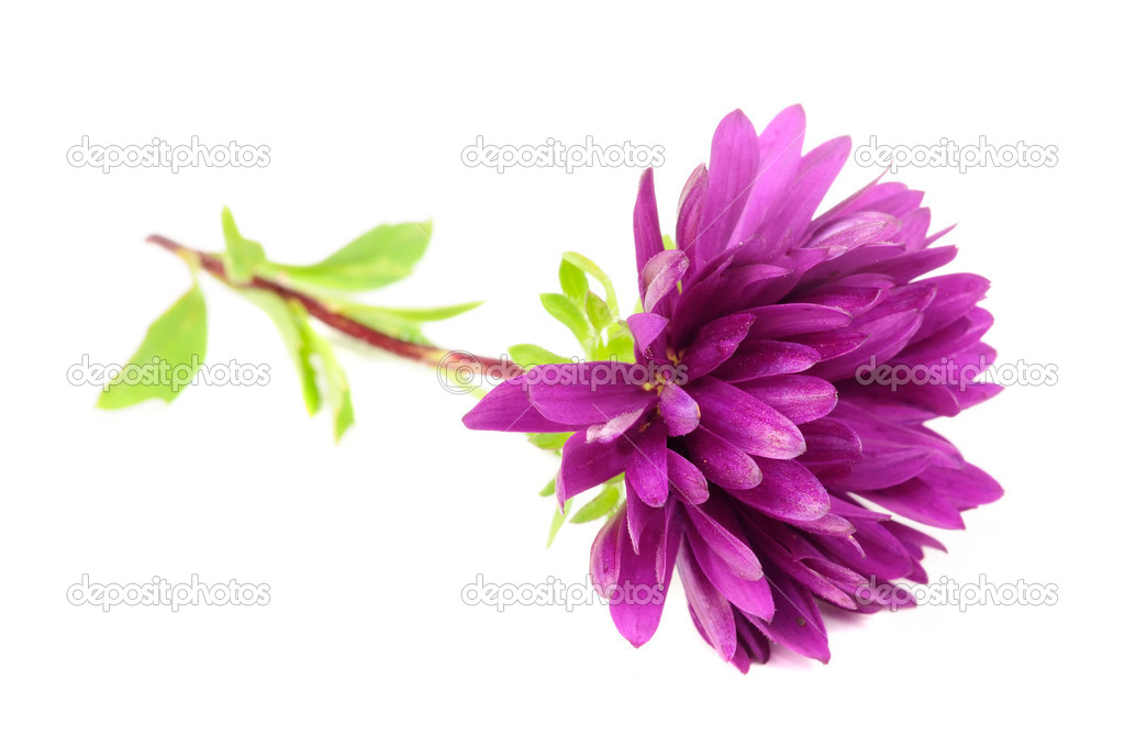 Purple Chrysanthemum Mum Flower Stock Photo C Digifuture 12836035