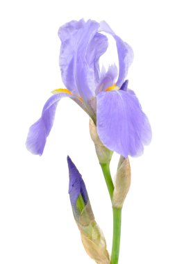 Blue Flag (Iris) Flower with Buds on White Background clipart