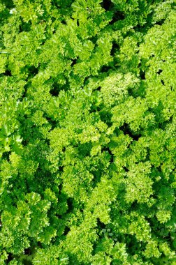 Yeşil kıvırcık maydanoz