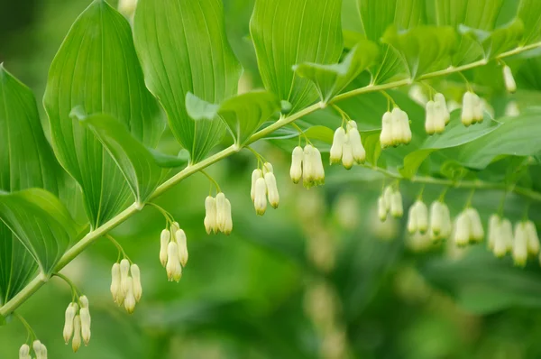 开花 (所罗门封印) 黄精属植物 — 图库照片