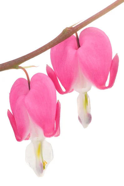 Roze bloeden hart (Lamprocapnos Spectabilis) bloemen — Stockfoto