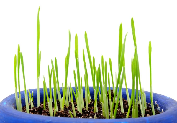 Groning vetegräs på vit bakgrund — Stockfoto