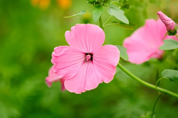 Pink Malva Moschata (Musk-Mallow) Flowers on Flower Bed — Stock Photo, Image