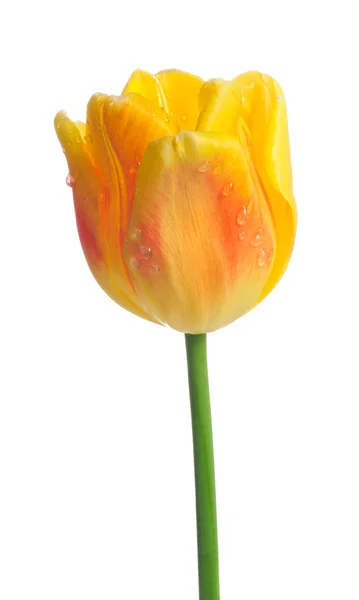 Tulipa amarela bonita com gotas de orvalho — Fotografia de Stock