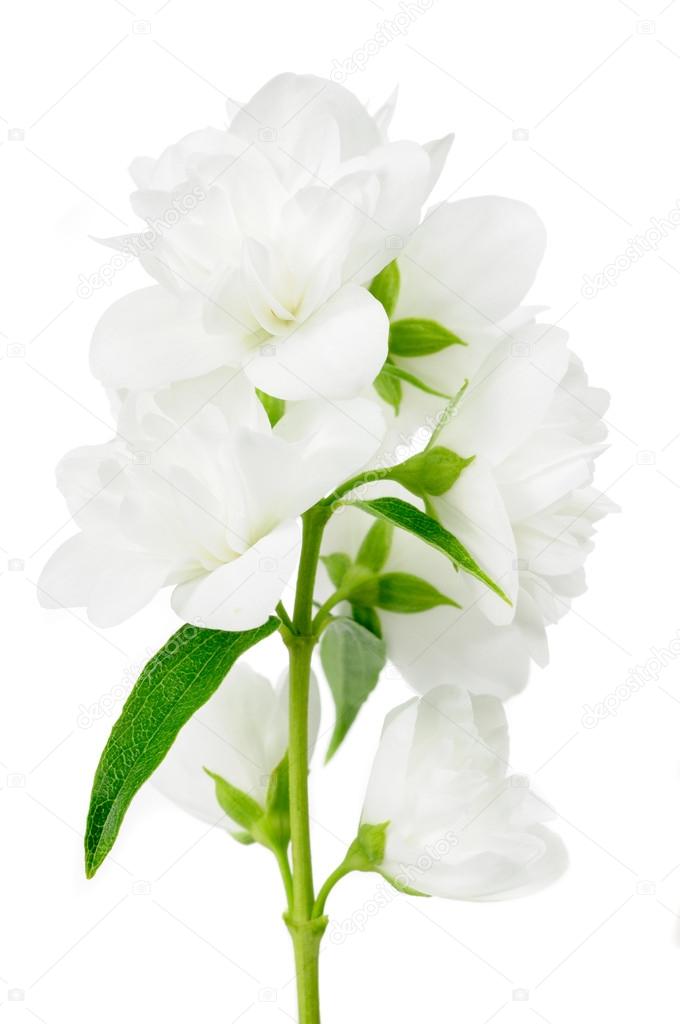 Beautiful Jasmine Flowers on White Background