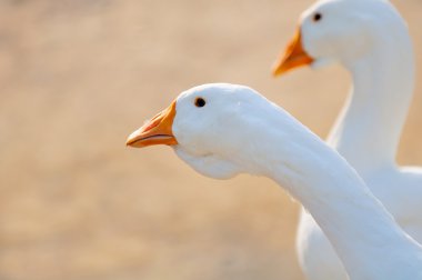 Beyaz aile içi kaz yakın çekim