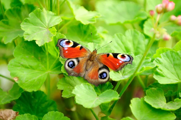 Mariposa del pavo real sobre hojas de pelargonio verde — Foto de Stock