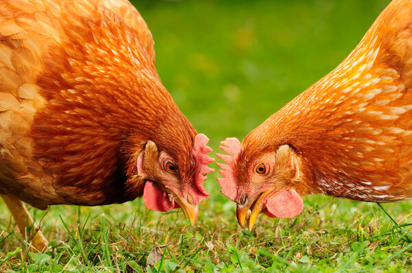 Домашние цыплята едят зерно и траву

