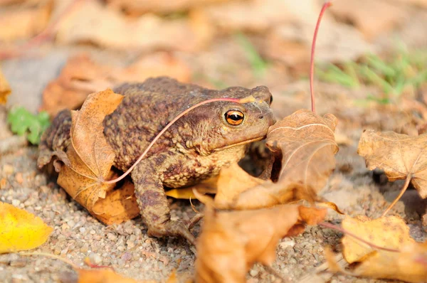 커 먼 두꺼비 (bufo bufo) — 스톡 사진