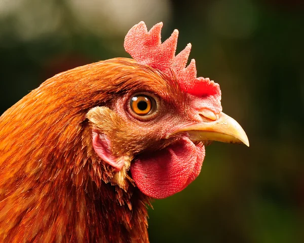 Cabeza de pollo rojo de cerca — Foto de Stock