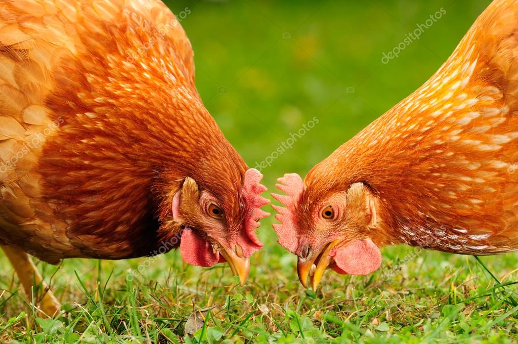 Domestic Chickens Eating Grains and Grass Stock Photo by ©Digifuture