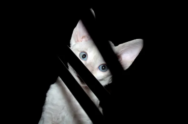 Lindo blanco gatito escondiéndose en la oscuro — Foto de Stock