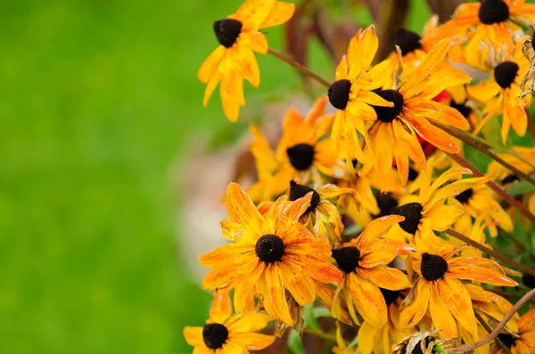 秋の花をフェージング — ストック写真