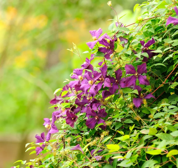 Schöner Clematisstrauch mit weinroten Blüten — Stockfoto