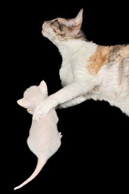 cornish rex anne kedi, yavru kedi sarılma