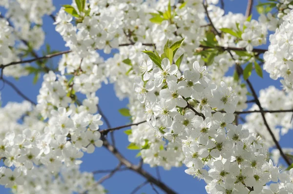 Вишневе дерево з Біле цвітіння весни — стокове фото