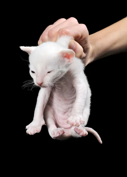 Mão segurando gatinho por scruff de seu pescoço — Fotografia de Stock